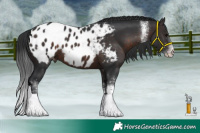 Horse Color:White Spotted Brown Tobiano Appaloosa