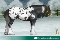 Horse Color:White Spotted Brown Tobiano Appaloosa 