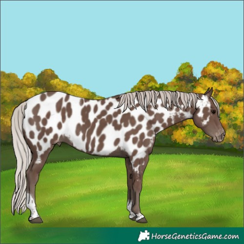 Horse Color:Silver Black Tobiano Appaloosa 