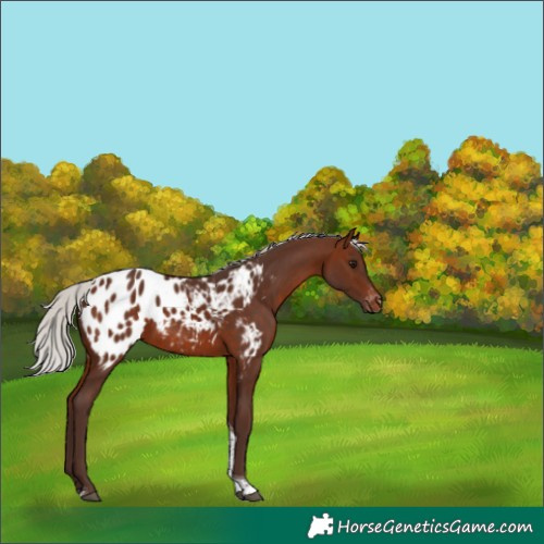 Horse Color:Silver Brown Tobiano Appaloosa 