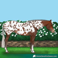 Horse Color:Silver Bay Tobiano Near Leopard 
