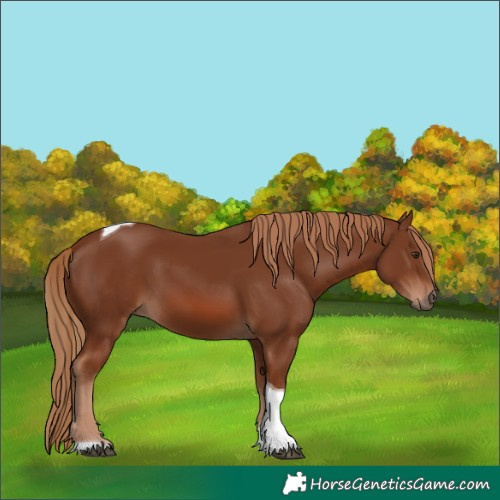 Horse Color:Chestnut Tobiano 