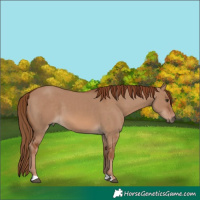 Horse Color:Red Dun 