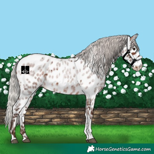Horse Color:Silver Bay Roan Tobiano Appaloosa