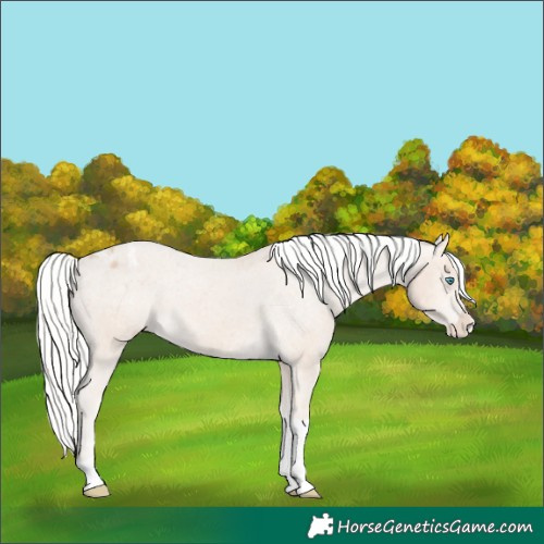 Horse Color:Silver Smoky Creme Tobiano Appaloosa 