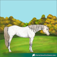 Horse Color:Buckskin Near Leopard 