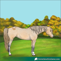 Horse Color:Buckskin Appaloosa 