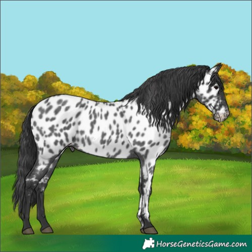 Horse Color:Blue Roan Near Leopard