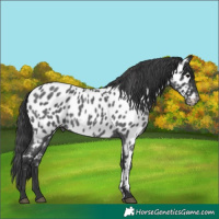 Horse Color:Blue Roan Near Leopard 