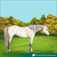 Horse Color:Buckskin Near Leopard 