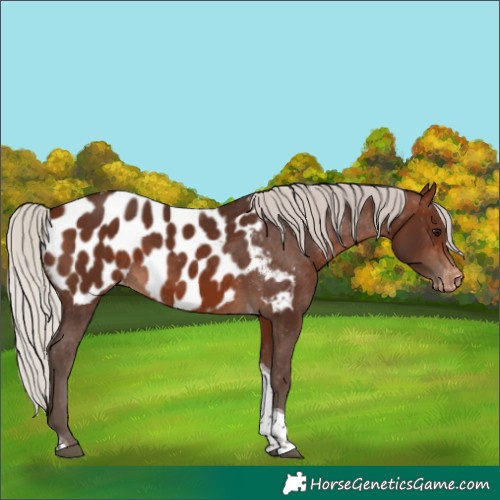 Horse Color:Silver Bay Tobiano Appaloosa 