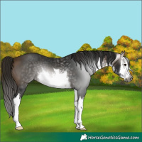 Horse Color:Gray White Spotted Buckskin 