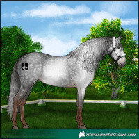 Horse Color:Gray White Spotted Liver Chestnut 