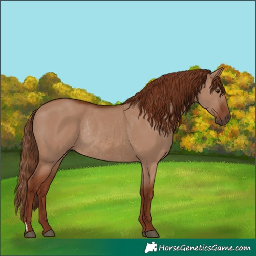 Horse Color:Red Dun Rabicano 