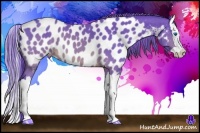 Horse Color:Watercolor Brown Splash Appaloosa 