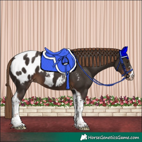 Horse Color:Liver Chestnut Tobiano Blanket