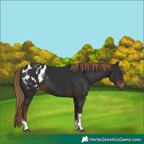 Horse Color:Gray Liver Chestnut Tobiano Blanket 