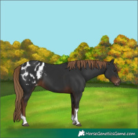Horse Color:Gray Liver Chestnut Tobiano Blanket 