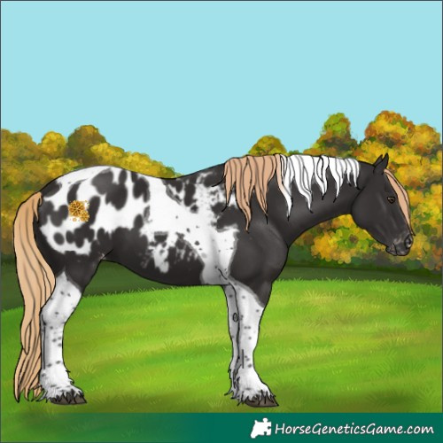 Horse Color:Liver Chestnut Tobiano Appaloosa 