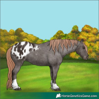 Horse Color:Liver Chestnut Tobiano Appaloosa 