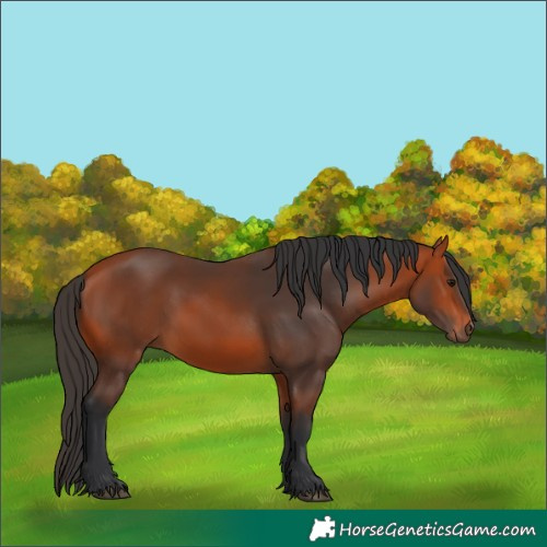 Horse Color:Bay 