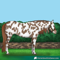 Horse Color:Liver Red Dun Tobiano Appaloosa 