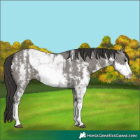 Horse Color:Smoky Grullo Sabino Splash  and Smoky Grullo Sabino Splash 