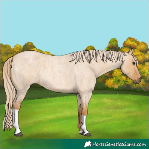 Horse Color:Red Dun Roan Tobiano 