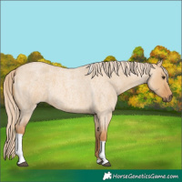 Horse Color:Red Dun Roan Tobiano 
