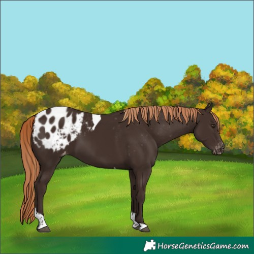 Horse Color:Liver Chestnut Tobiano Appaloosa
