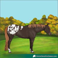Horse Color:Liver Chestnut Tobiano Appaloosa 