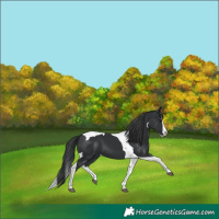 Horse Color:Black Splash Tobiano