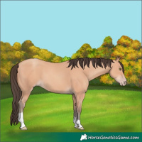 Horse Color:Amber Champagne Tobiano