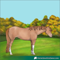 Horse Color:Gold Champagne Tobiano 