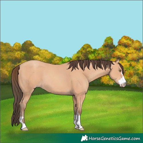 Horse Color:Amber Champagne 