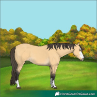 Horse Color:Buckskin 