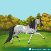 Horse Color:Blue Roan Tobiano 