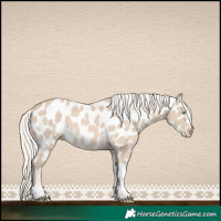 Horse Color:Cremello Tobiano Appaloosa