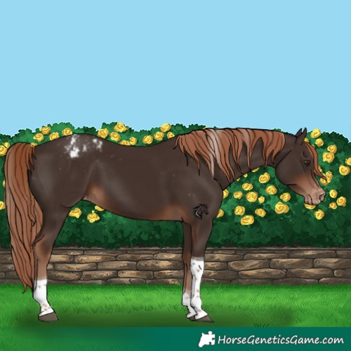 Horse Color:Liver Chestnut Tobiano Appaloosa 