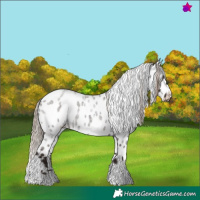 Horse Color:Liver Red Roan Tobiano Appaloosa 