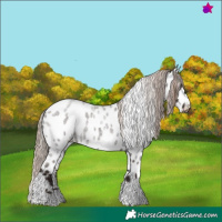Horse Color:Liver Red Roan Tobiano Appaloosa