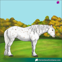 Horse Color:Silver Buckskin Tobiano Appaloosa 