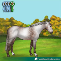 Horse Color:Gray Chestnut 