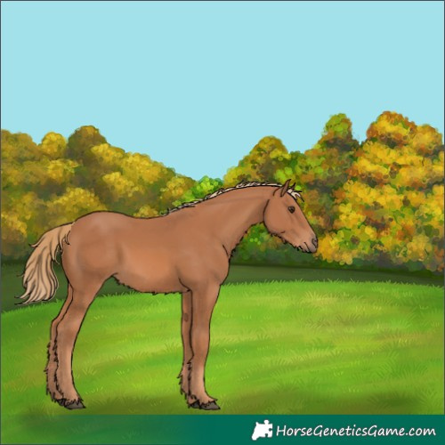 Horse Color:Chestnut 