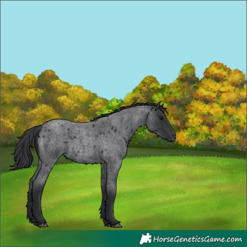 Horse Color:Blue Roan 