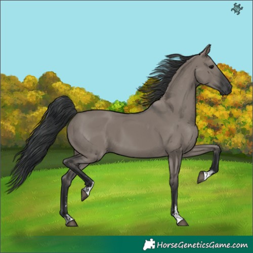 Horse Color:Grullo Sabino Rabicano 