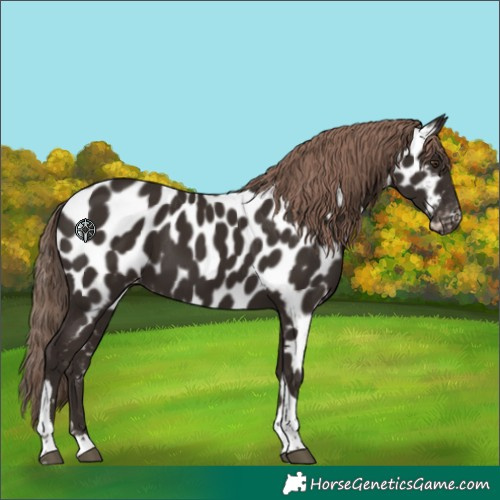 Horse Color:Liver Chestnut Tobiano Appaloosa 