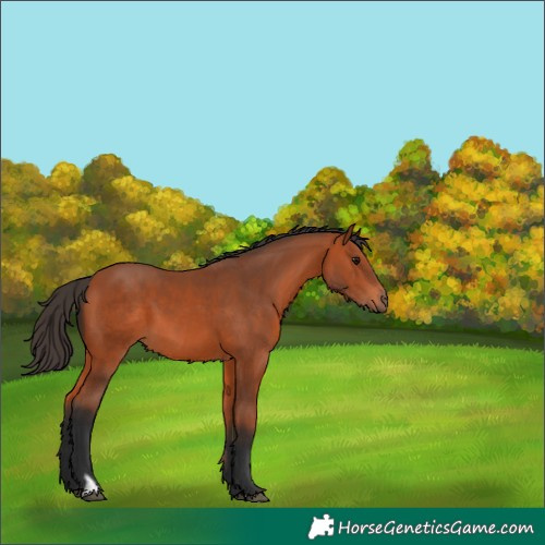 Horse Color:Bay 