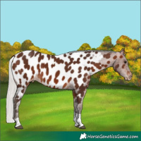 Horse Color:Silver Brown Tobiano Near Leopard 