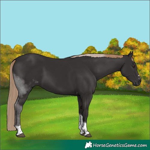 Horse Color:Liver Chestnut Tobiano 